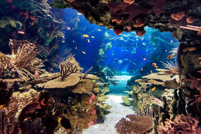 Acuario Playa Blanca